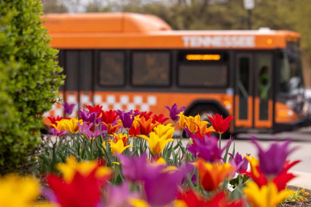 Flowers in the foreground with an orange bus in the background